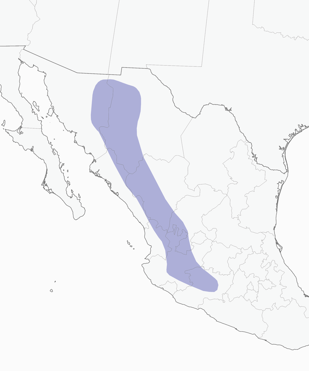 Quetzal orecchiuto, Distribuzione 1