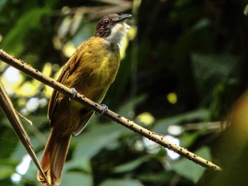 Bulbul vert-dos, Photos 3