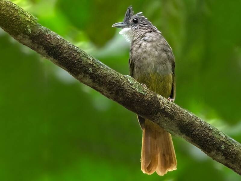 Eastern Bearded-Greenbul
