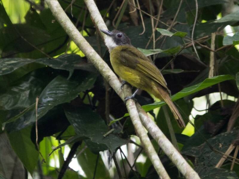 Bulbul vert-dos, Photos 4