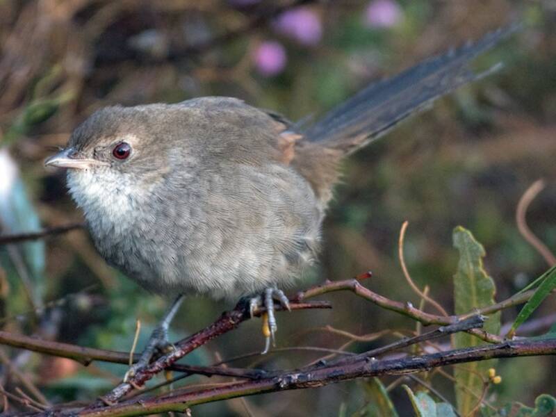Eastern Bristlebird