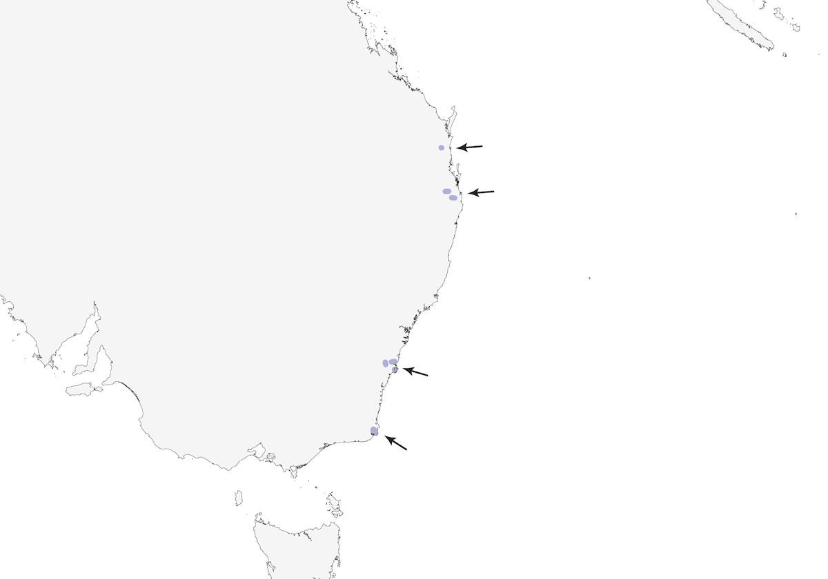 Colaespinosa Oriental, Distribución 1