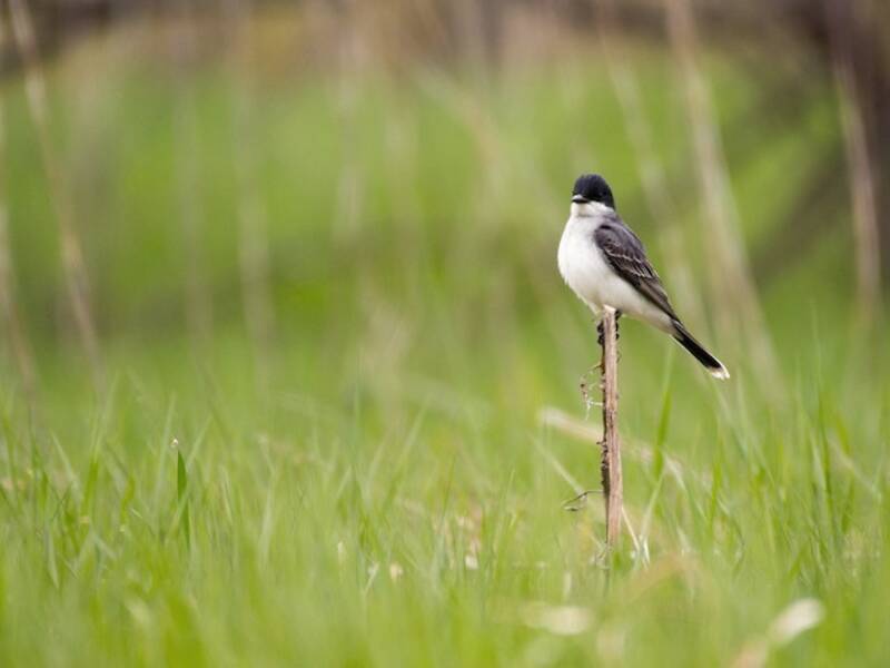 Eastern Kingbird