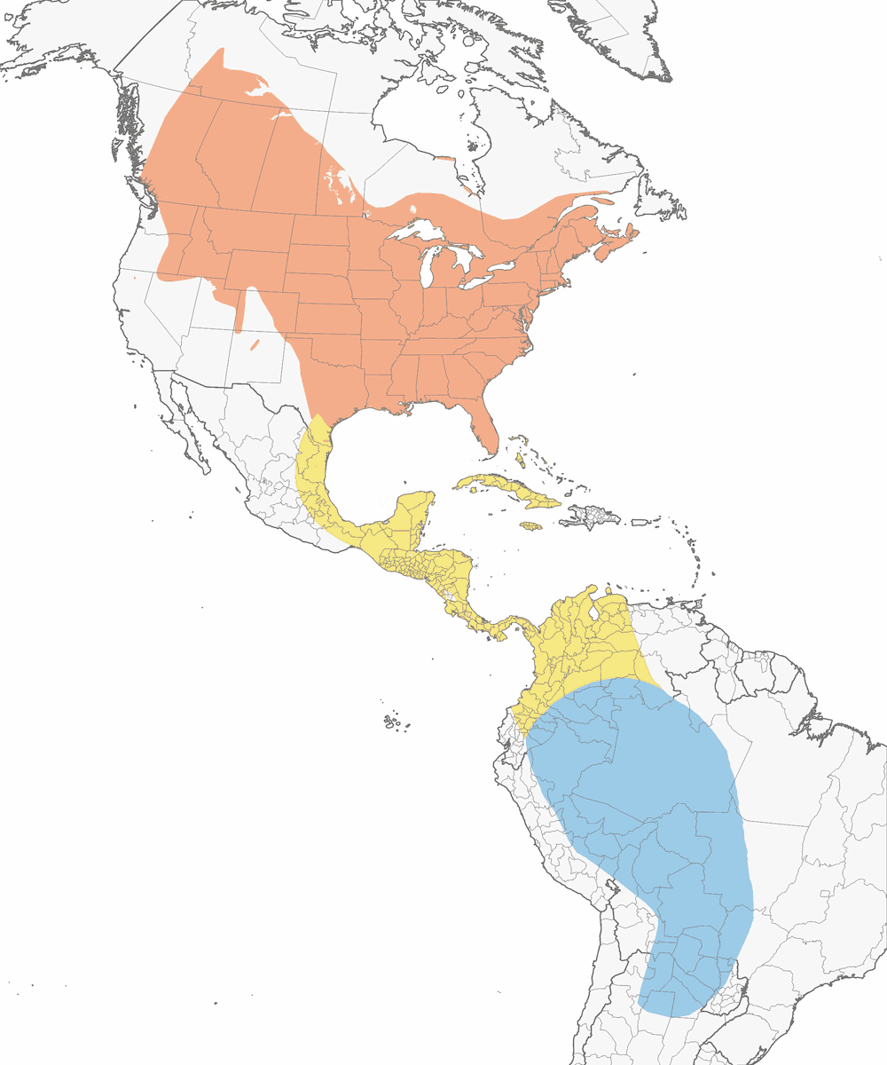 Tirano oriental, Distribución 1