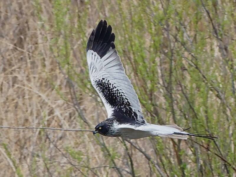 Falco di palude orientale, Foto 3