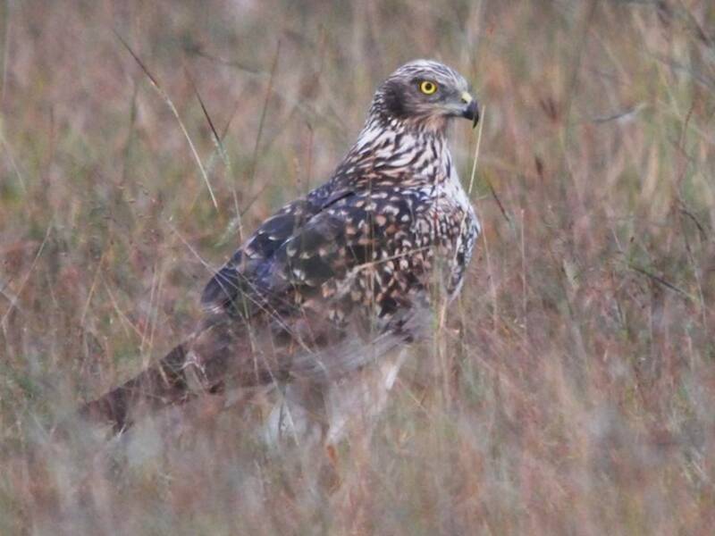 Falco di palude orientale, Foto 4