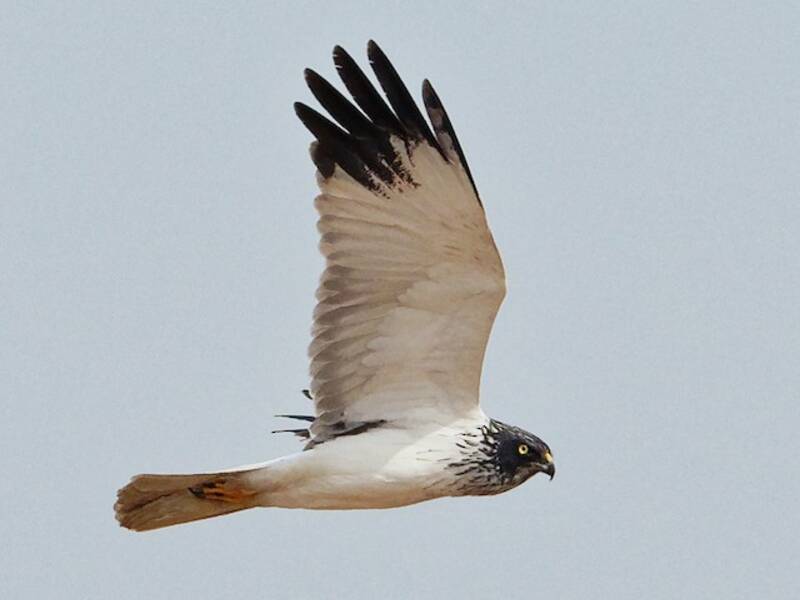Eastern Marsh Harrier
