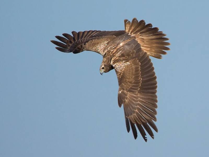 Falco di palude orientale, Foto 2