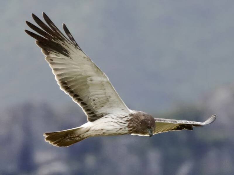 Falco di palude papuano, Foto 2