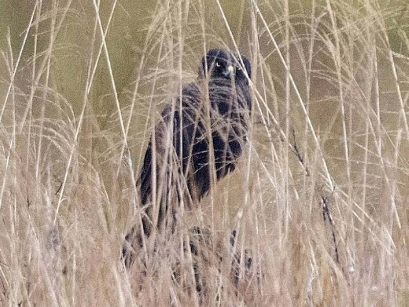 Falco di palude papuano