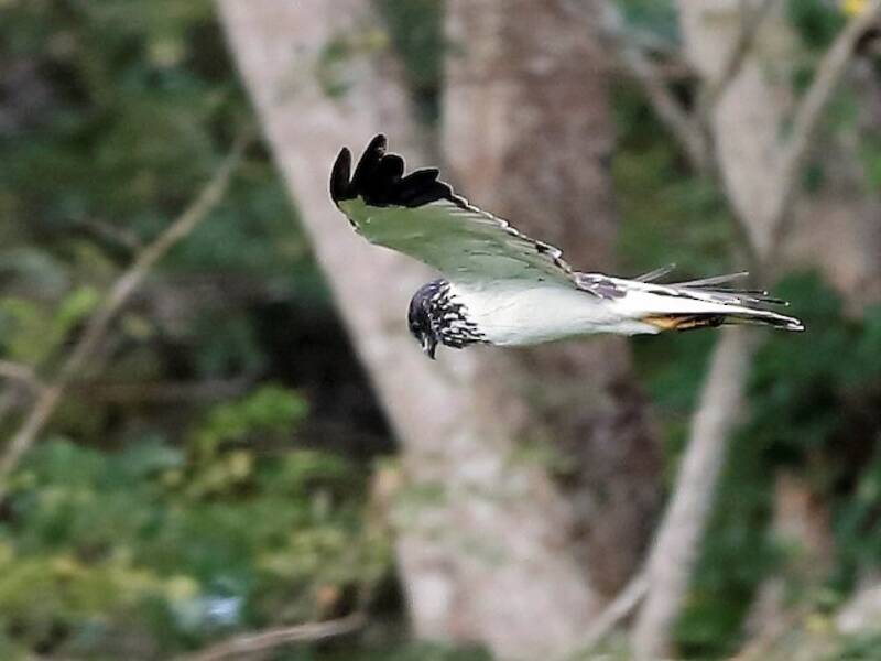 Falco di palude papuano, Foto 3
