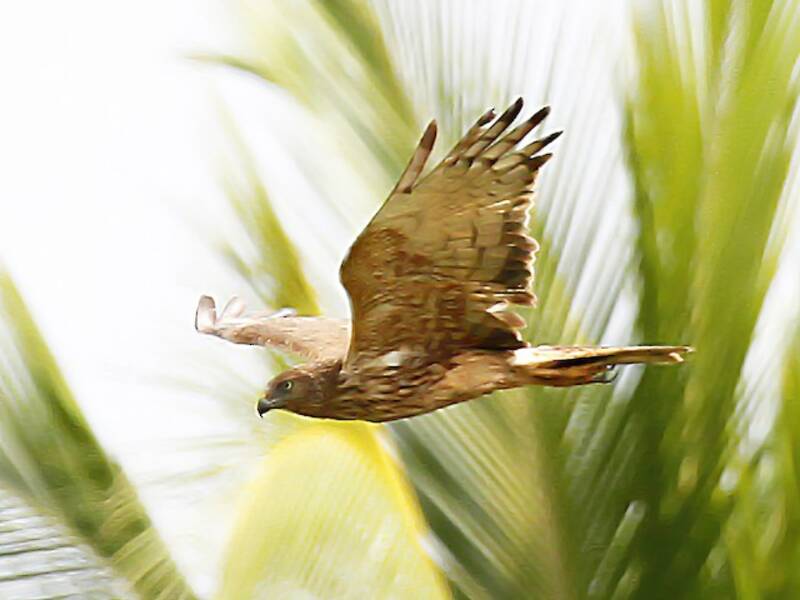 Falco di palude papuano, Foto 4
