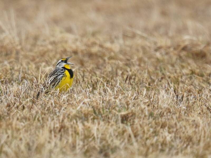 Eastern Meadowlark (Sturnella magna)