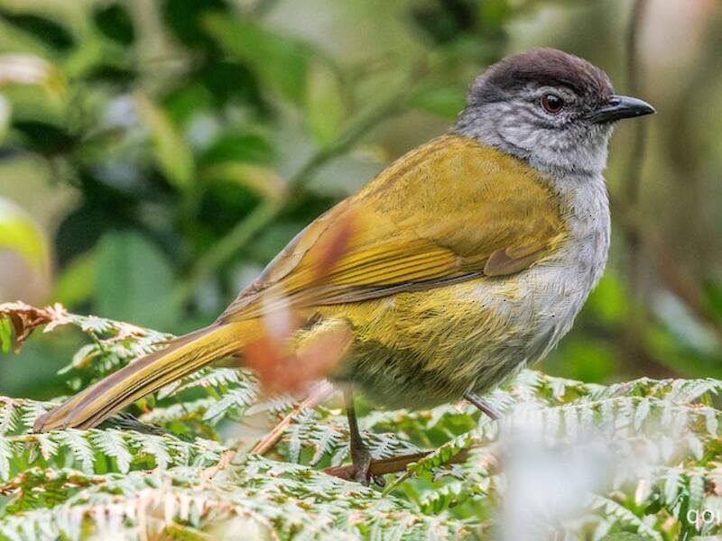 Bulbul montagnard à tête noire, Photos 3