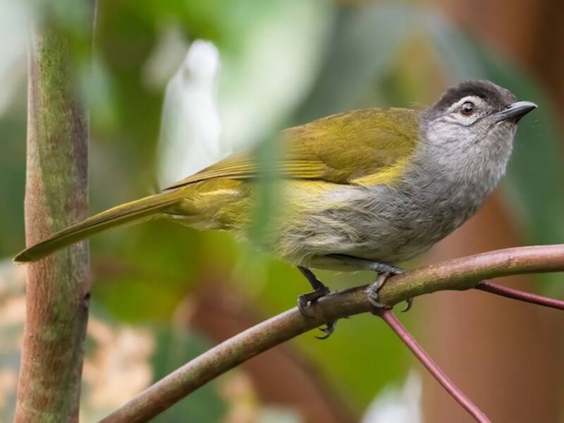 Bulbul montagnard à tête noire
