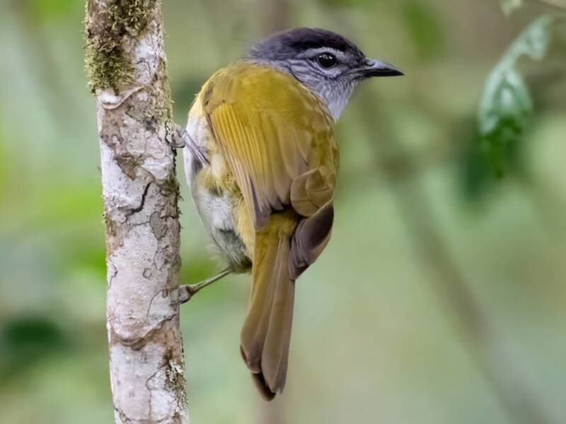 Bulbul montagnard à tête noire, Photos 2