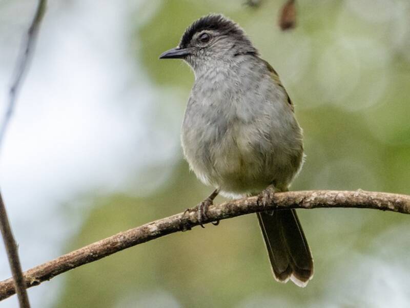Bulbul montagnard à tête noire, Photos 4