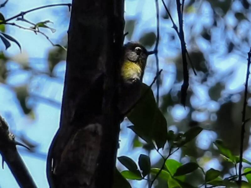 Bulbul de montaña de garganta amarilla