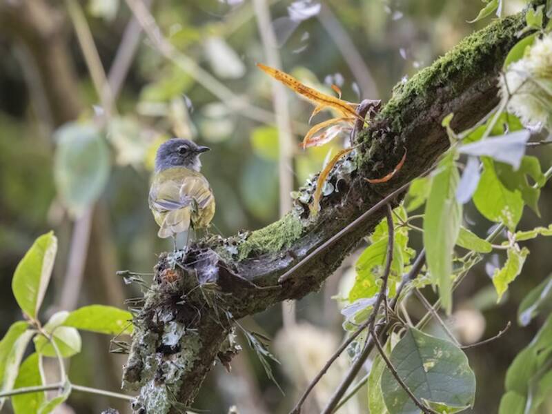 Bulbul verde montano del Kikuyu