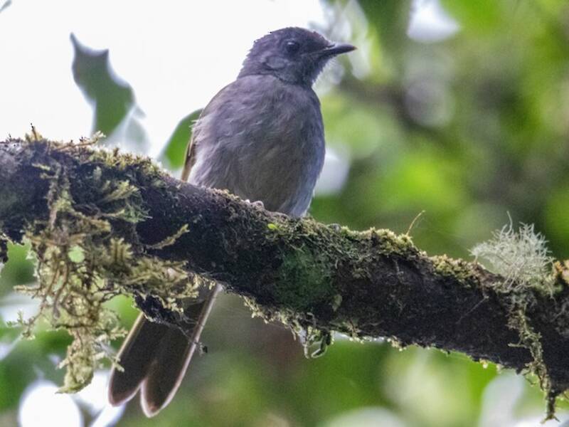Uluguru-Bergbülbül, Fotos 3