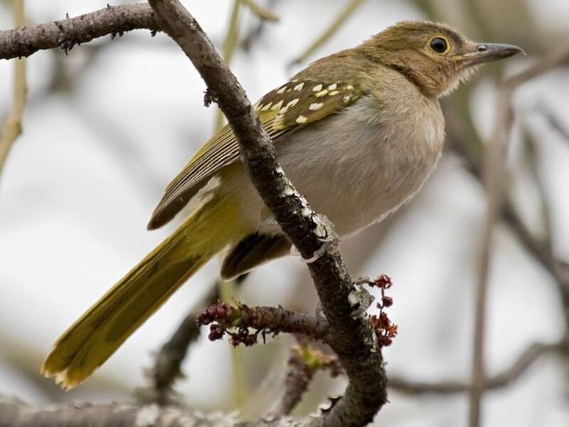 Nicator oriental, Photos 3