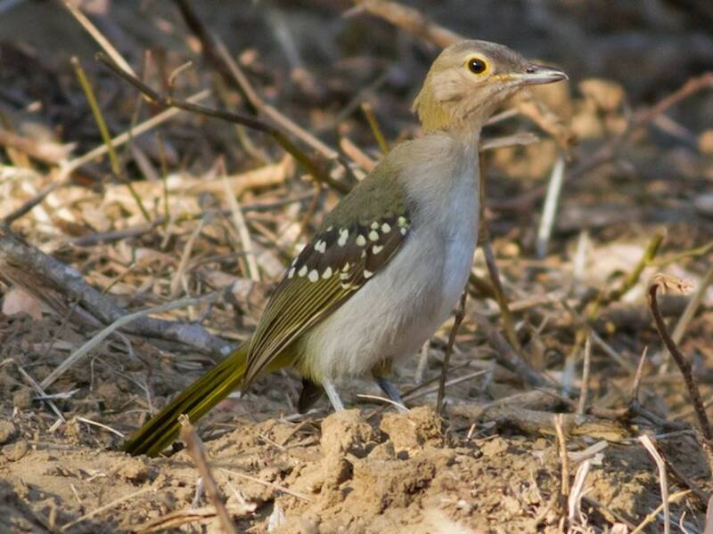 Eastern Nicator