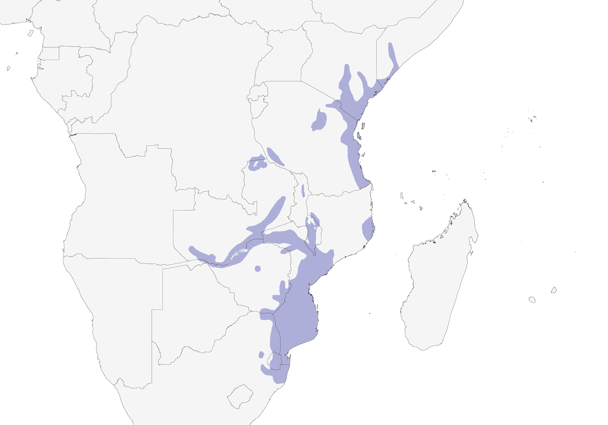 Nicator oriental, Distribution 1