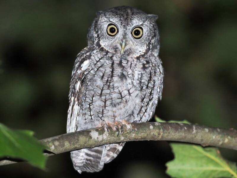 Eastern Screech-Owl, Photos 3