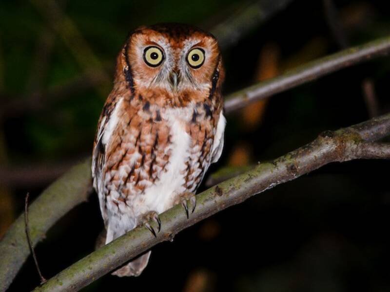Eastern Screech-Owl, Photos 2