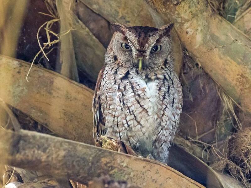 Eastern Screech-Owl (Megascops asio)