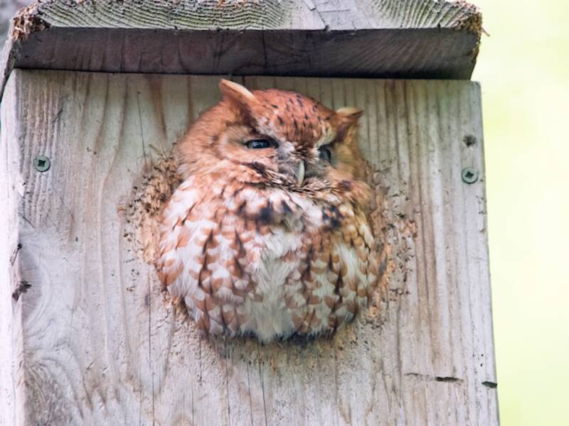 Eastern Screech-Owl, Photos 4