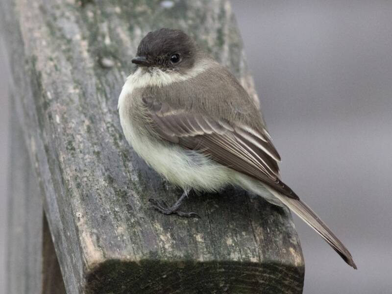 Phoebe orientale, Foto 2