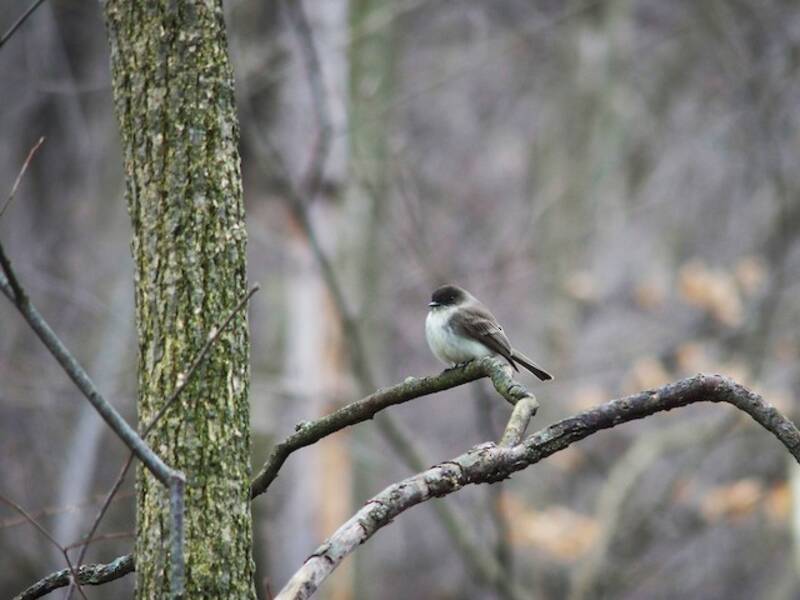 Phoebe orientale, Foto 4