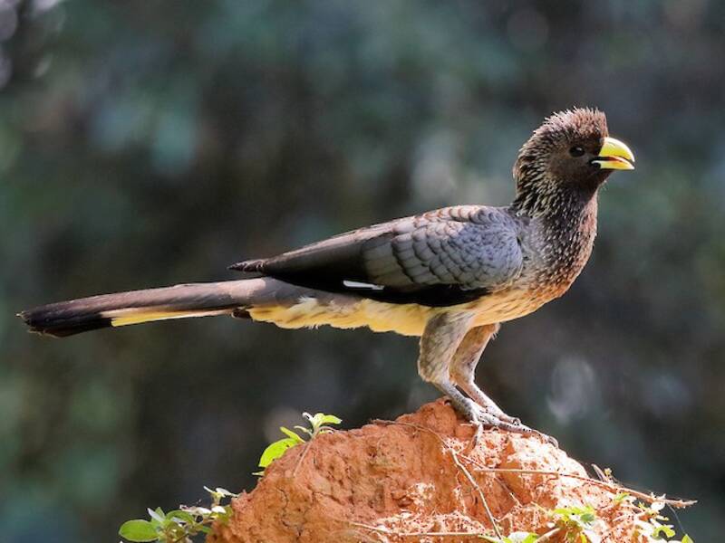 Eastern Plantain-eater