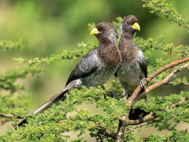 Eastern Plantain-eater, 照片 3
