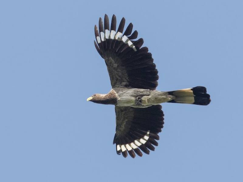 Eastern Plantain-eater, 照片 2