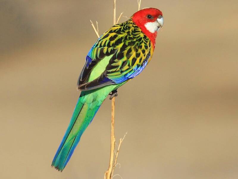 Rosella orientale