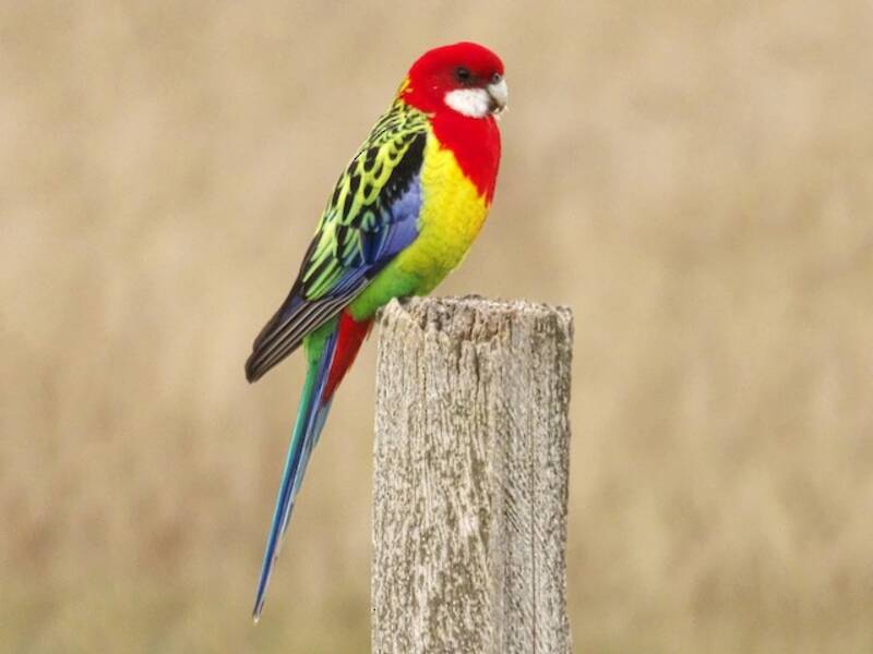 Rosella orientale, Foto 2