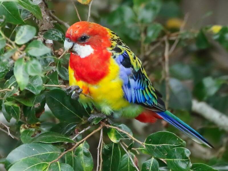 Rosella orientale, Foto 3