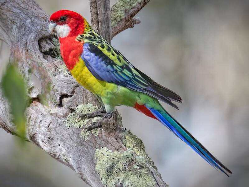 Rosella orientale, Foto 4