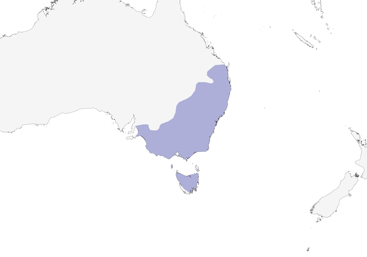 Rosella orientale, Distribuzione 1