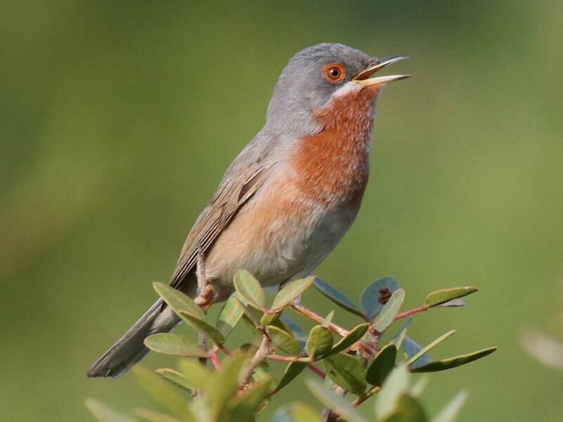 Eastern Subalpine Warbler, 照片 2