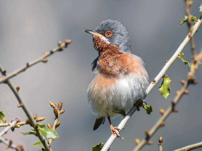 Eastern Subalpine Warbler, 照片 3