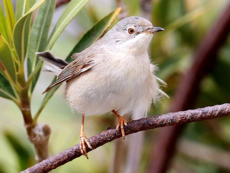 Eastern Subalpine Warbler, 照片 4