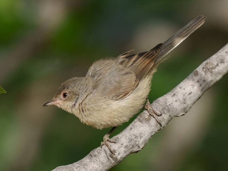 Eastern Subalpine Warbler