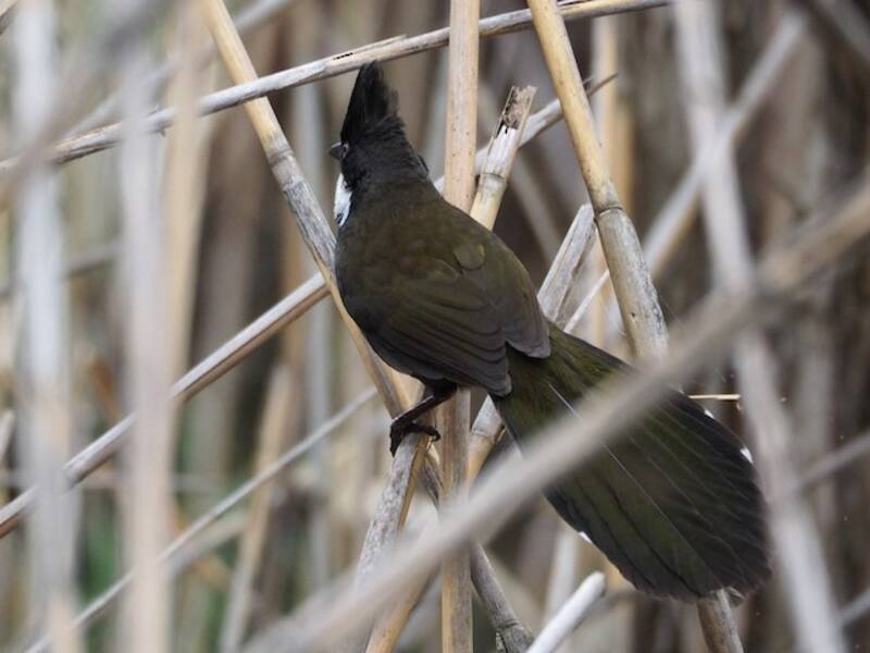 Eastern Whipbird (Psophodes olivaceus)