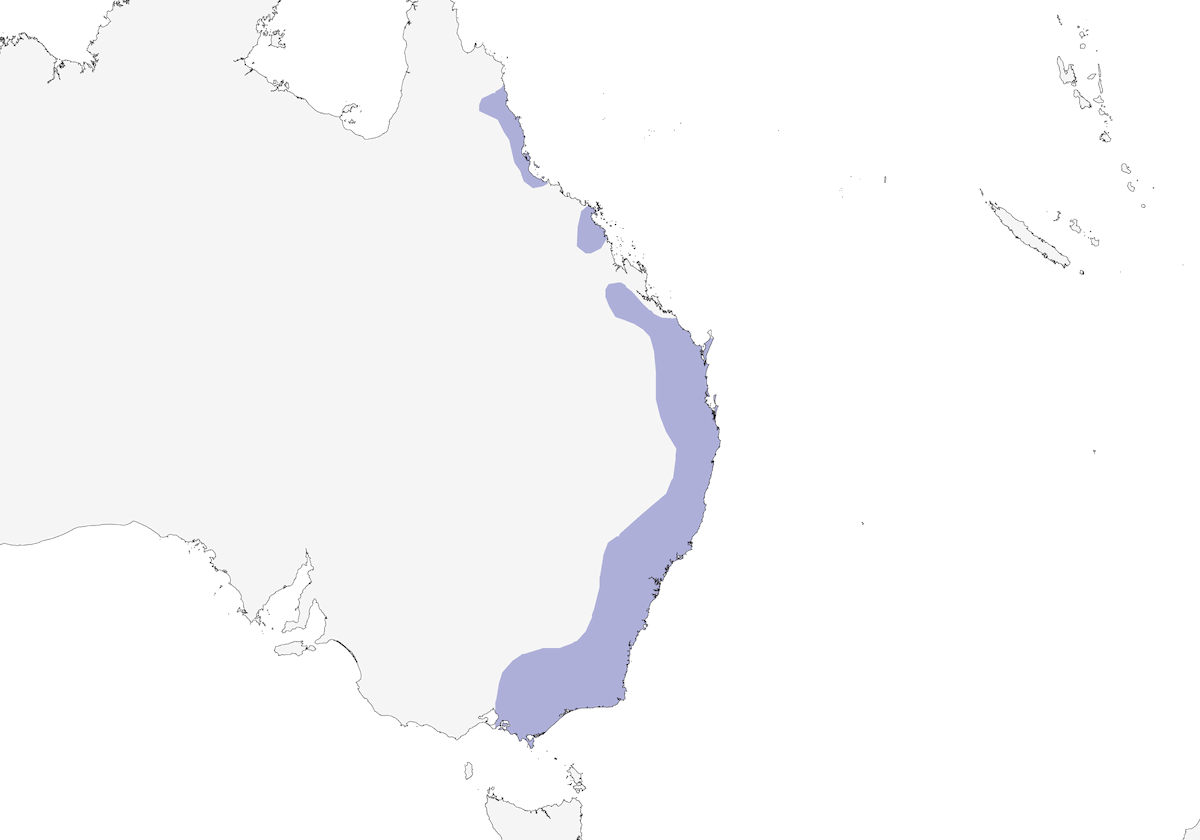 Psophode oriental, Distribution 1
