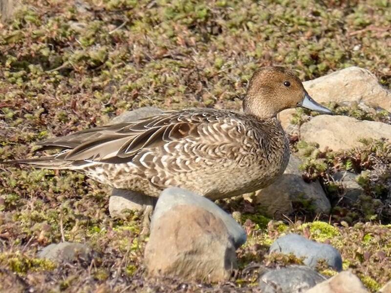 Eaton's Pintail