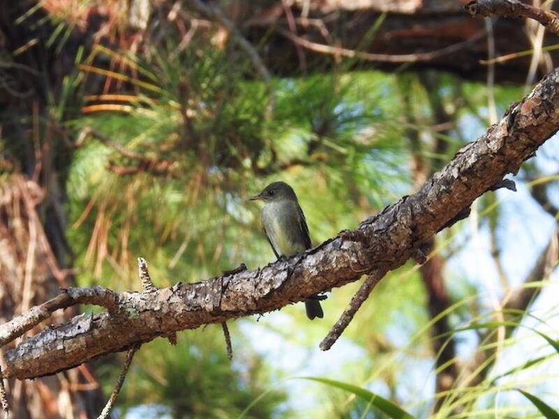 Eastern Wood-Pewee (Contopus virens)