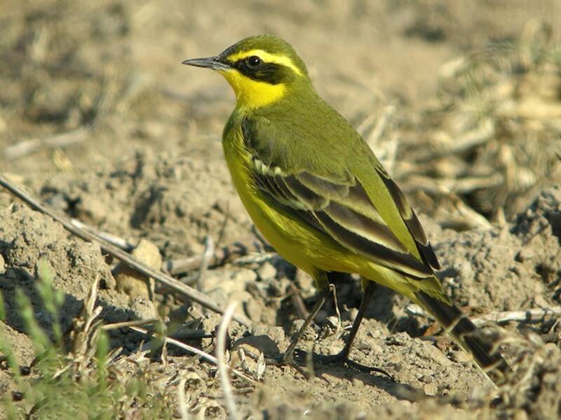 Eastern Yellow Wagtail